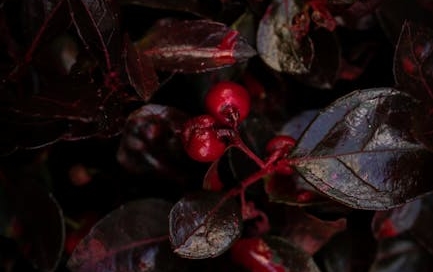 What You Need to Know About Wintergreen?